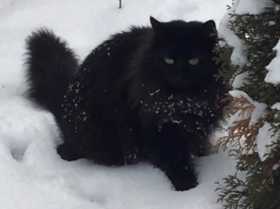 Lost Cat