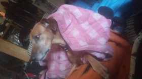 Lost Dog