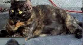Lost Cat
