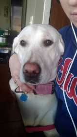 Lost Dog