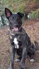 Lost Dog