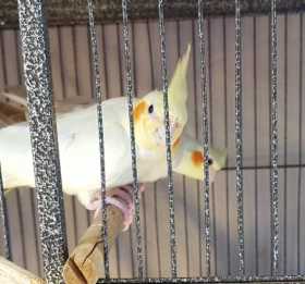 Lost Cockatiel