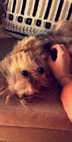 Lost Dog