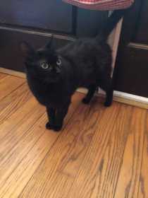 Lost Cat
