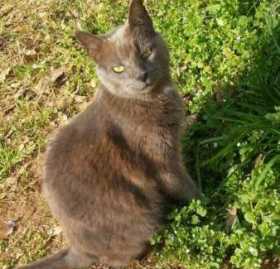 Lost Cat