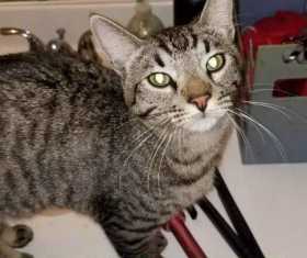 Lost Cat