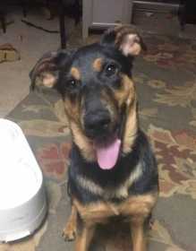 Lost Dog