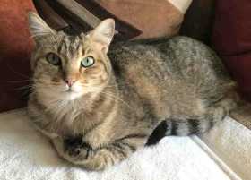 Lost Cat
