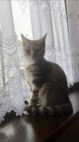 Lost Cat
