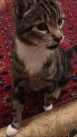 Lost Cat