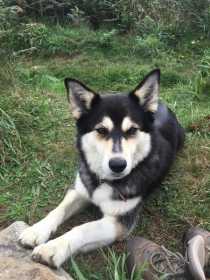 Lost Dog