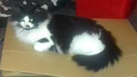 Lost Cat