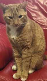 Lost Cat