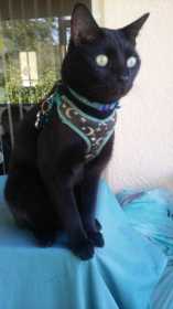 Lost Cat