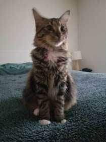 Lost Cat