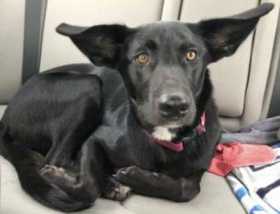 Lost Dog