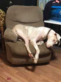 Lost Dog