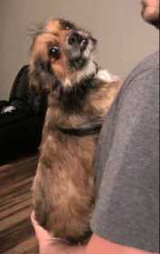 Lost Dog