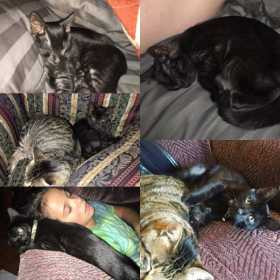 Lost Cat