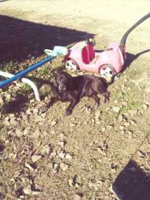 Lost Dog