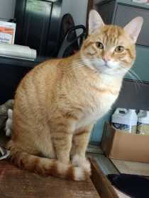 Lost Cat