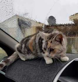 Lost Cat