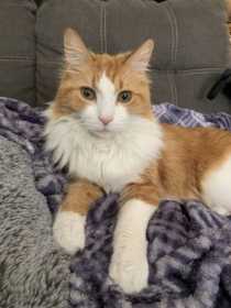 Lost Cat