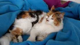 Lost Cat