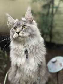 Lost Cat