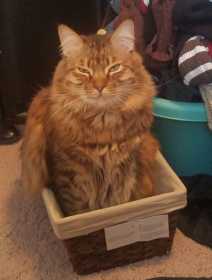 Lost Cat