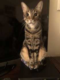 Lost Cat