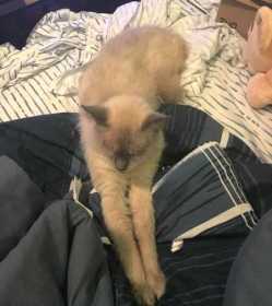 Lost Cat
