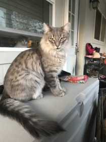 Lost Cat
