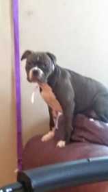 Lost Dog