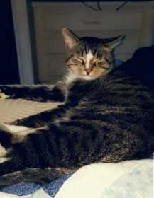 Lost Cat