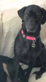 Lost Dog