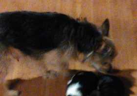 Lost Dog