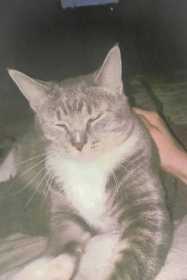Lost Cat