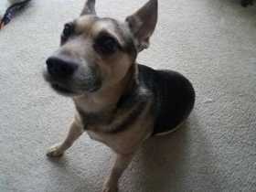 Lost Dog