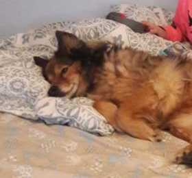 Lost Dog