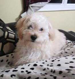 Lost Dog