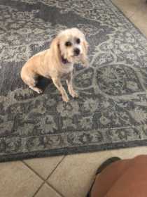 Lost Dog