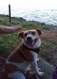 Lost Dog