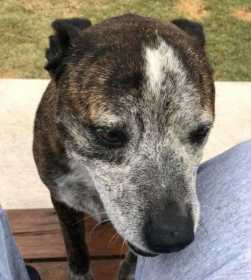Lost Dog