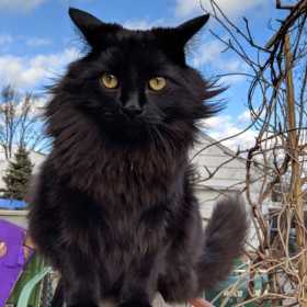 Lost Cat