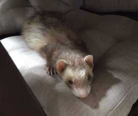 Lost Ferret