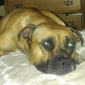 Lost Dog
