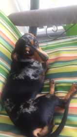 Lost Dog