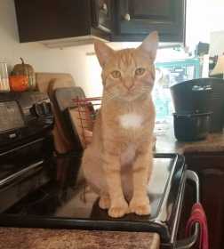 Lost Cat