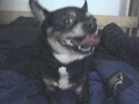 Lost Dog